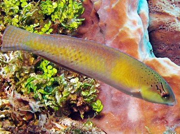 Yellowhead Wrasse - Halichoeres garnoti - Cozumel, Mexico