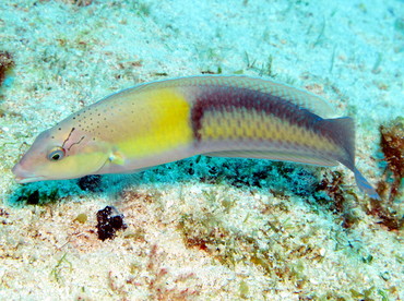 Yellowhead Wrasse - Halichoeres garnoti - Cozumel, Mexico