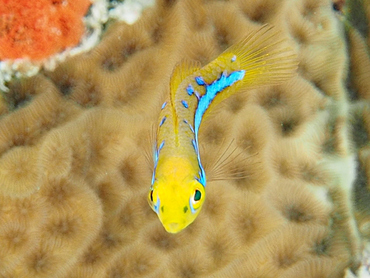 Yellowhead Wrasse - Halichoeres garnoti - Cozumel, Mexico