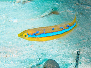 Yellowhead Wrasse - Halichoeres garnoti - Cozumel, Mexico