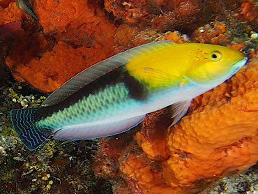 Yellowhead Wrasse - Halichoeres garnoti - Cozumel, Mexico