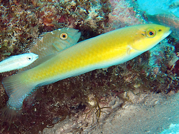 Yellowhead Wrasse - Halichoeres garnoti - Cozumel, Mexico