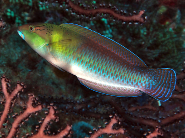 Yellowhead Wrasse - Halichoeres garnoti - Palm Beach, Florida