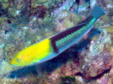 Yellowhead Wrasse - Halichoeres garnoti - Grand Cayman