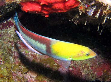 Yellowhead Wrasse - Halichoeres garnoti - Roatan, Honduras