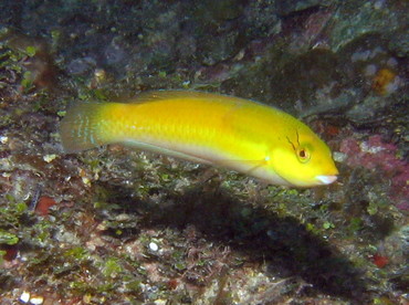 Yellowhead Wrasse - Halichoeres garnoti - Roatan, Honduras