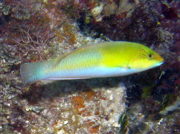 Yellowhead Wrasse - Halichoeres garnoti - Roatan, Honduras