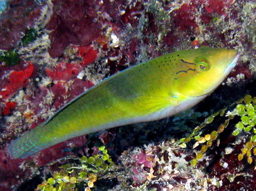 Yellowhead Wrasse - Halichoeres garnoti - Belize