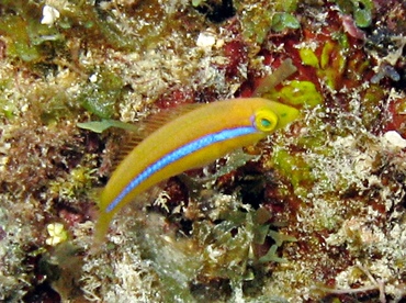 Yellowhead Wrasse - Halichoeres garnoti - Belize