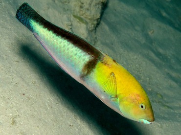 Yellowhead Wrasse - Halichoeres garnoti - Bonaire