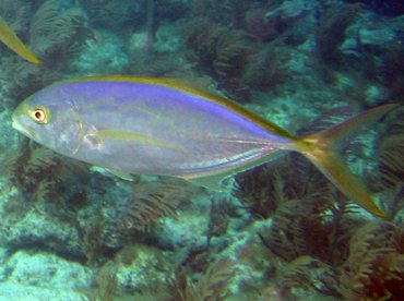 Yellow Jack - Carangoides bartholomaei - Key Largo, Florida