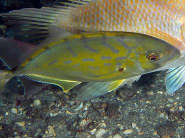 Yellow Jack - Caranx bartholomaei - Palm Beach, Florida