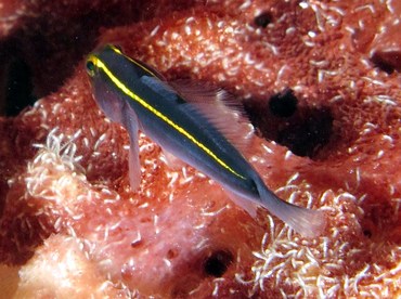 Yellowline Goby - Elacatinus horsti - Bonaire