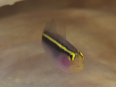 Yellowline Goby - Elacatinus horsti - Bonaire