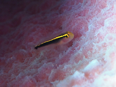 Yellowline Goby - Elacatinus horsti - Bonaire