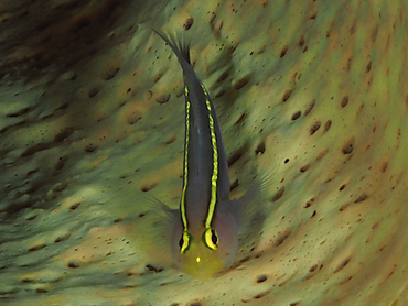 Yellowline Goby - Elacatinus horsti - Bonaire