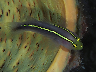 Yellowline Goby - Elacatinus horsti - Bonaire