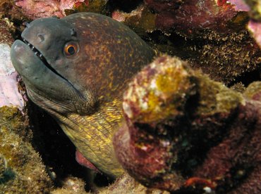 Yellowmargin Moray Eel - Gymnothorax flavimarginatus - Lanai, Hawaii