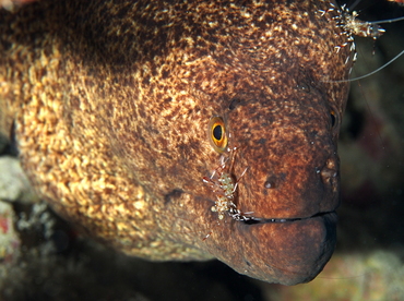 Yellowmargin Moray Eel - Gymnothorax flavimarginatus - Big Island, Hawaii