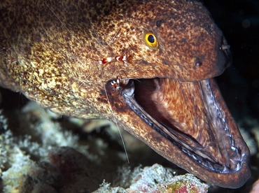 Yellowmargin Moray Eel - Gymnothorax flavimarginatus - Big Island, Hawaii