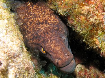 Yellowmargin Moray Eel - Gymnothorax flavimarginatus - Big Island, Hawaii