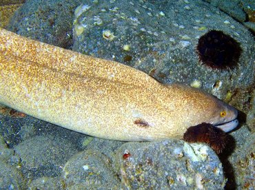 Yellowmargin Moray Eel - Gymnothorax flavimarginatus - Big Island, Hawaii