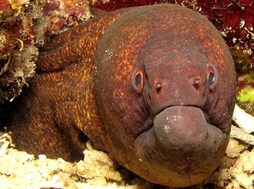 Yellowmargin Moray Eel - Gymnothorax flavimarginatus - Dumaguete, Philippines