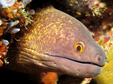 Yellowmargin Moray Eel - Gymnothorax flavimarginatus - Dumaguete, Philippines