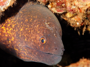 Yellowmargin Moray Eel - Gymnothorax flavimarginatus - Bali, Indonesia
