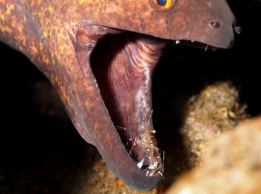 Yellowmargin Moray Eel - Gymnothorax flavimarginatus - Bali, Indonesia