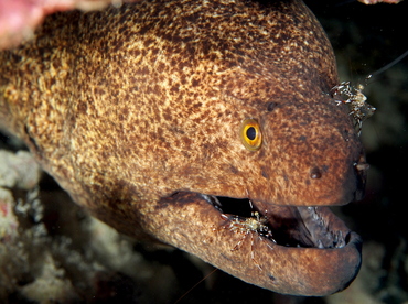 Yellowmargin Moray Eel - Gymnothorax flavimarginatus - Big Island, Hawaii