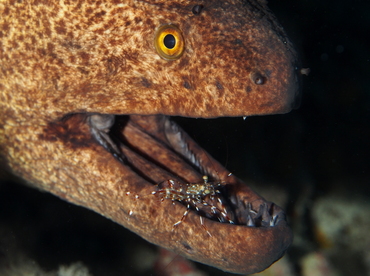 Yellowmargin Moray Eel - Gymnothorax flavimarginatus - Big Island, Hawaii