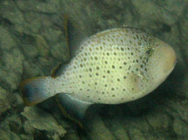 Yellowmargin Triggerfish - Pseudobalistes flavimarginatus - Palau