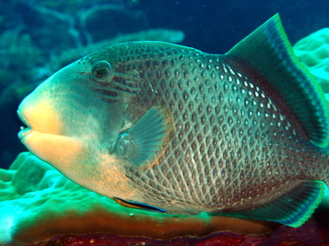 Yellowmargin Triggerfish - Pseudobalistes flavimarginatus - Palau