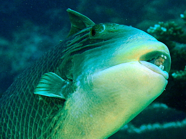 Yellowmargin Triggerfish - Pseudobalistes flavimarginatus - Palau