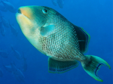 Yellowmargin Triggerfish - Pseudobalistes flavimarginatus - Palau