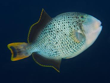 Yellowmargin Triggerfish - Pseudobalistes flavimarginatus - Bali, Indonesia