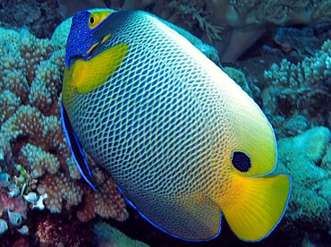 Yellow-Mask Angelfish - Pomacanthus xanthometopon - Palau