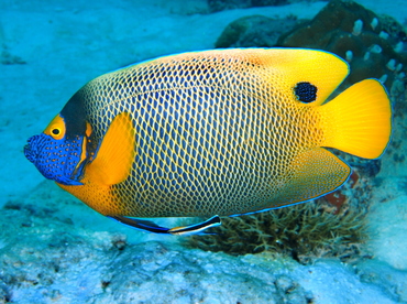 Yellow-Mask Angelfish - Pomacanthus xanthometopon - Palau