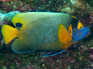 Yellow-Mask Angelfish - Pomacanthus xanthometopon - Palau