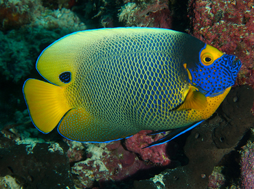 Yellow-Mask Angelfish - Pomacanthus xanthometopon - Wakatobi, Indonesia