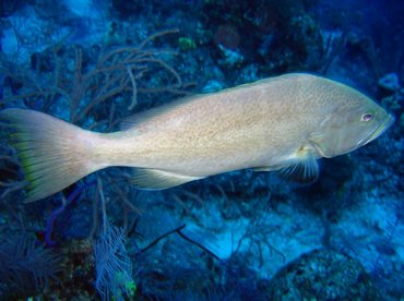 Yellowmouth Grouper - Mycteroperca interstitialis - Nassau, Bahamas