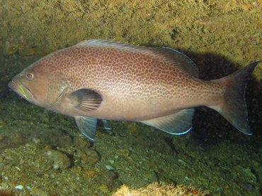 Yellowmouth Grouper - Mycteroperca interstitialis - Aruba