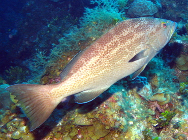 Yellowmouth Grouper - Mycteroperca interstitialis - Grand Cayman