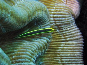 Yellownose Goby - Elacatinus randalli - Bonaire