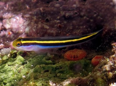 Yellownose Goby - Elacatinus randalli - Bonaire