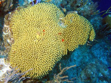 Yellow Pencil Coral - Madracis mirabilis - Turks and Caicos