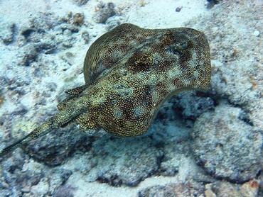 Yellow Stingray - Urobatis jamaicensis - Key Largo, Florida