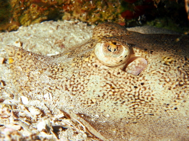 Yellow Stingray - Urobatis jamaicensis - The Exumas, Bahamas