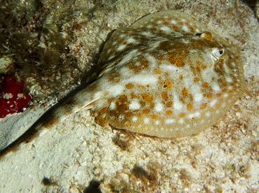 Yellow Stingray - Urobatis jamaicensis - Cozumel, Mexico